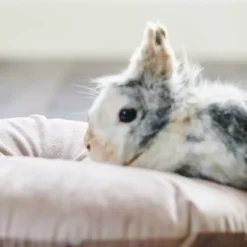 Beaphar RabbitComfort Calming Spray -Pet World Outlet Sales beaphar rabbitcomfort calming spray un5n.jpg