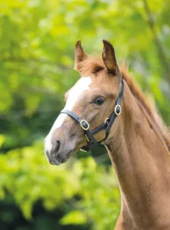 Blenheim Adjustable Havana Brown Leather Headcollar