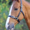 Blenheim Fully Adjustable Black Leather Headcollar