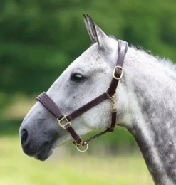 Blenheim Havana Brown Leather Travel Headcollar