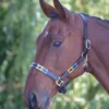 Blenheim Purple/Dark Green/Yellow Leather Polo Headcollar