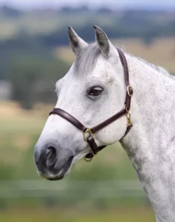 Blenheim Ragley Lined Black Leather Headcollar