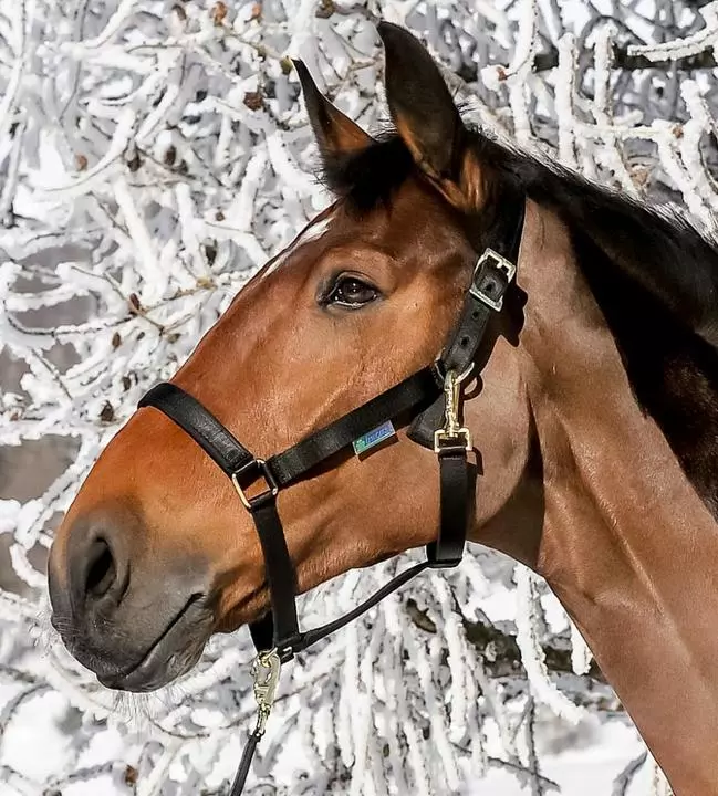 Bucas Dublin Halter 2 Bucas Dublin Halter - Image 2