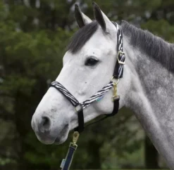 Bucas Dublin Halter 11 Bucas Dublin Halter -Pet World Outlet Sales bucas dublin halter c1xz.jpg