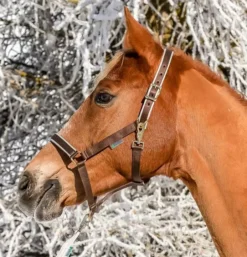 Bucas Dublin Halter 8 Bucas Dublin Halter -Pet World Outlet Sales bucas dublin halter lldm.jpg