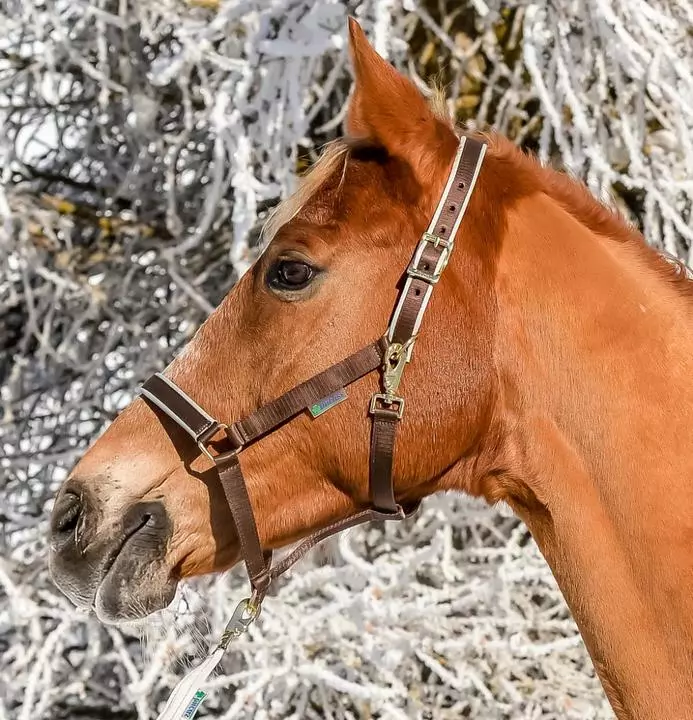 Bucas Dublin Halter 3 Bucas Dublin Halter - Image 3