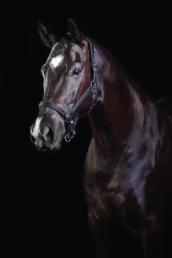 Collegiate Comfitec Leather Headcollar