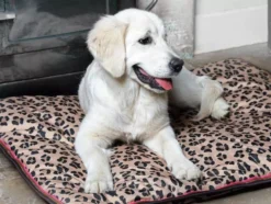 Digby & Fox Waterproof Dog Bed Leopard