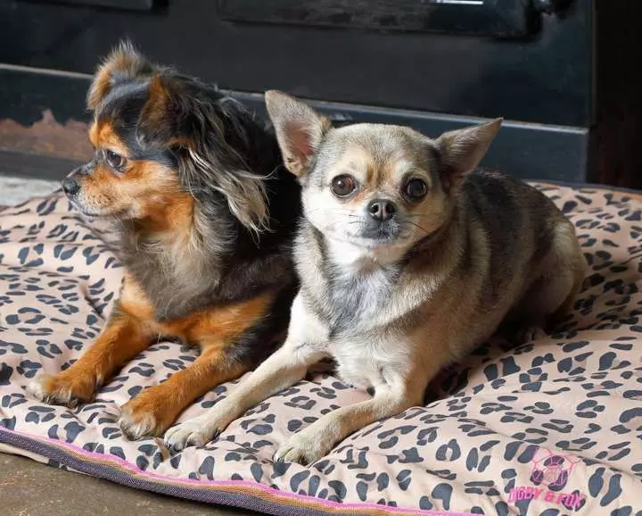 Digby & Fox Waterproof Dog Bed Leopard 2 Digby & Fox Waterproof Dog Bed Leopard - Image 2