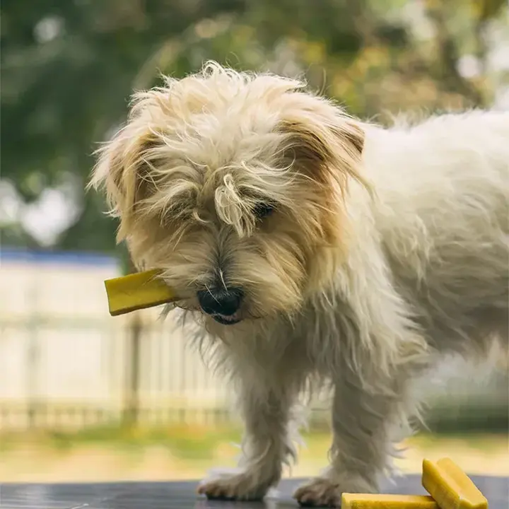 Dogsee Chew Bars With Turmeric For Dogs 2 Dogsee Chew Bars With Turmeric For Dogs - Image 2