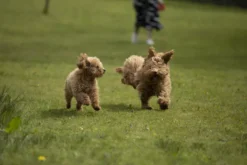 Dorwest JointWell Tablets For Dogs And Cats -Pet World Outlet Sales dorwest jointwell tablets 3csb.jpg