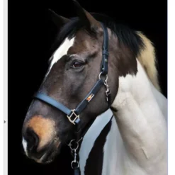 Equilibrium Stellar™ Field Safe Head Collar Black 17 Equilibrium Stellar™ Field Safe Head Collar Black -Pet World Outlet Sales equilibrium stellar field safe head collar black bxqb.jpg