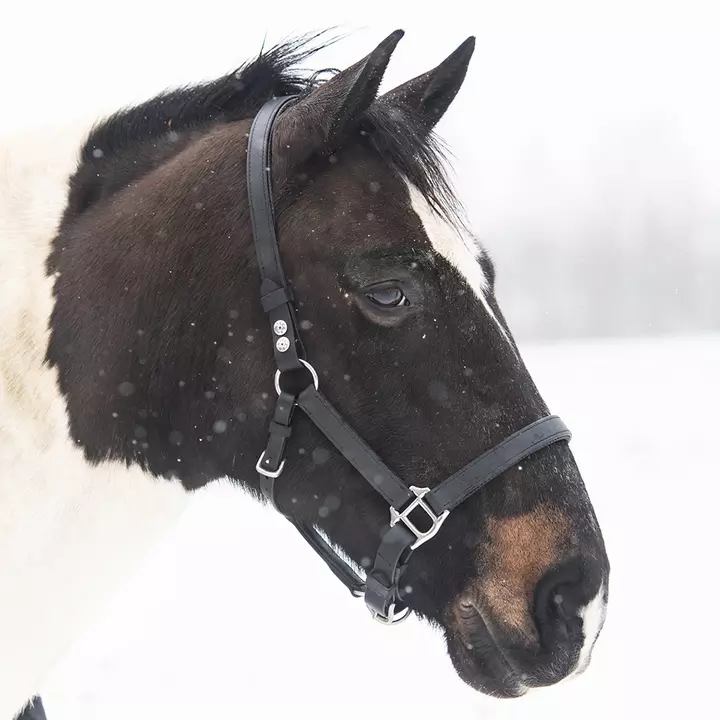 Equilibrium Stellar™ Field Safe Head Collar Black 3 Equilibrium Stellar™ Field Safe Head Collar Black - Image 3