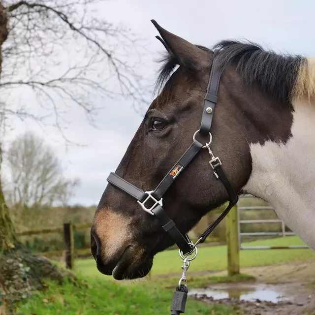 Equilibrium Stellar™ Field Safe Head Collar Black 8 Equilibrium Stellar™ Field Safe Head Collar Black - Image 8