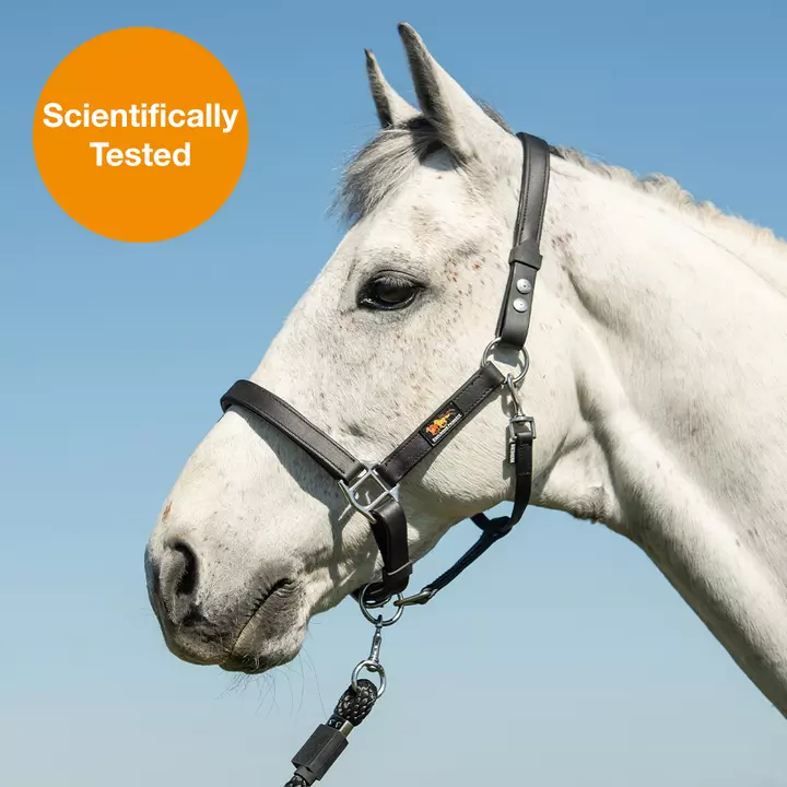 Equilibrium Stellar™ Field Safe Head Collar Black 11 Equilibrium Stellar™ Field Safe Head Collar Black - Image 11