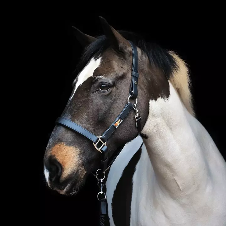 Equilibrium Stellar™ Field Safe Head Collar Navy 3 Equilibrium Stellar™ Field Safe Head Collar Navy - Image 3