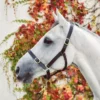 Equisential Leather Headcollar