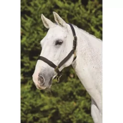 Kincade Deluxe Webbed Headcollar With Leather Crown