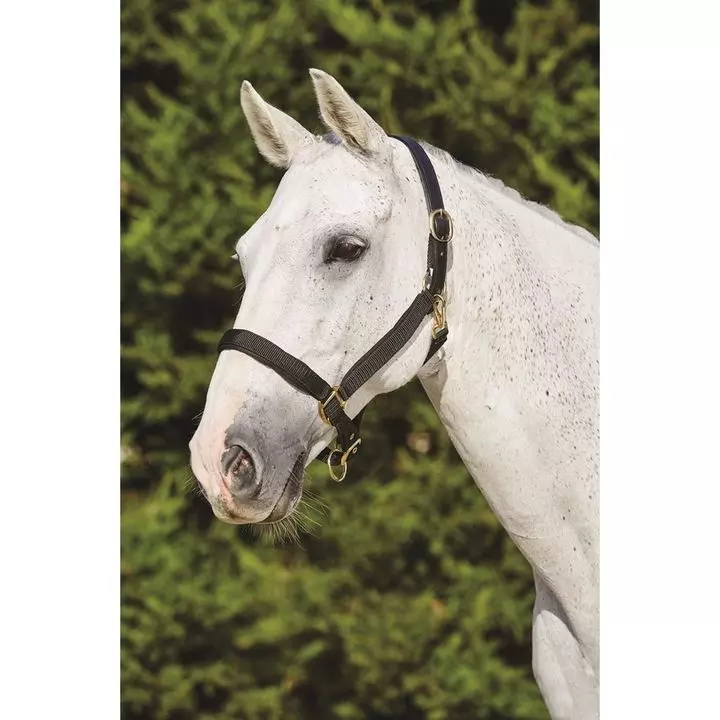 Kincade Deluxe Webbed Headcollar With Leather Crown 1 Kincade Deluxe Webbed Headcollar With Leather Crown