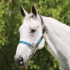 Kincade Leather Web Headcollar Hunter Green/Brown
