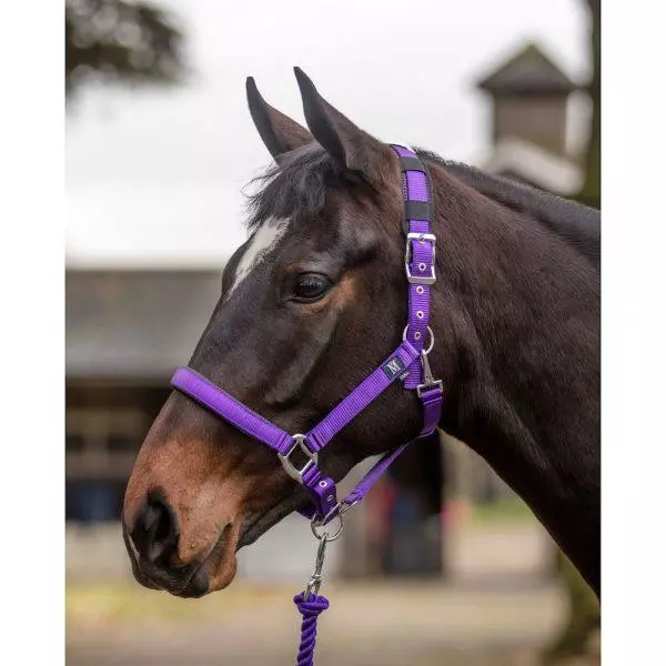 Mark Todd Deluxe Padded Headcollar With Leadrope Purple 1 Mark Todd Deluxe Padded Headcollar With Leadrope Purple