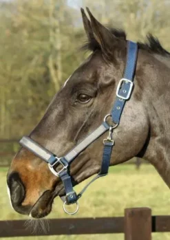 Mark Todd Padded Headcollar