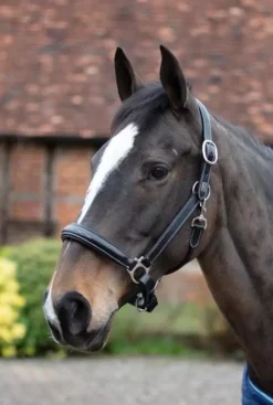 Mark Todd Raised Fancy Stitch Leather Head Collar Black