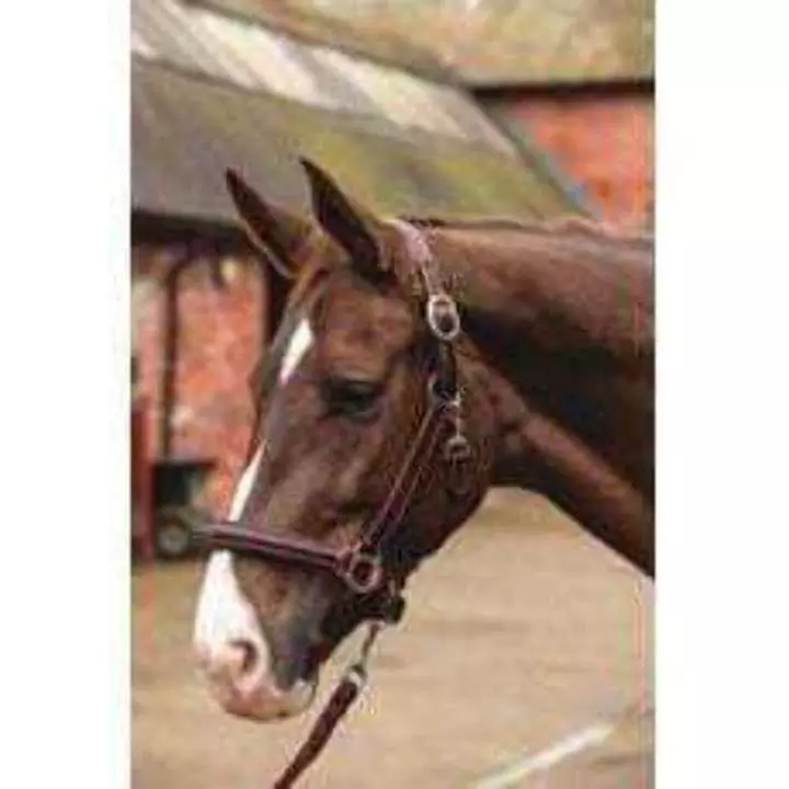 Mark Todd Raised Fancy Stitch Leather Head Collar Red/Brown 1 Mark Todd Raised Fancy Stitch Leather Head Collar Red/Brown