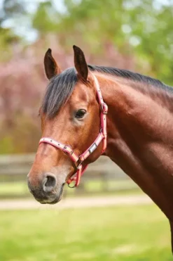 Roma Stripe Headcollar Pink/Orange/Yellow