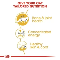 ROYAL CANIN® Maine Coon Adult Dry Cat Food -Pet World Outlet Sales royal canin maine coon adult dry cat food ldzm.jpg