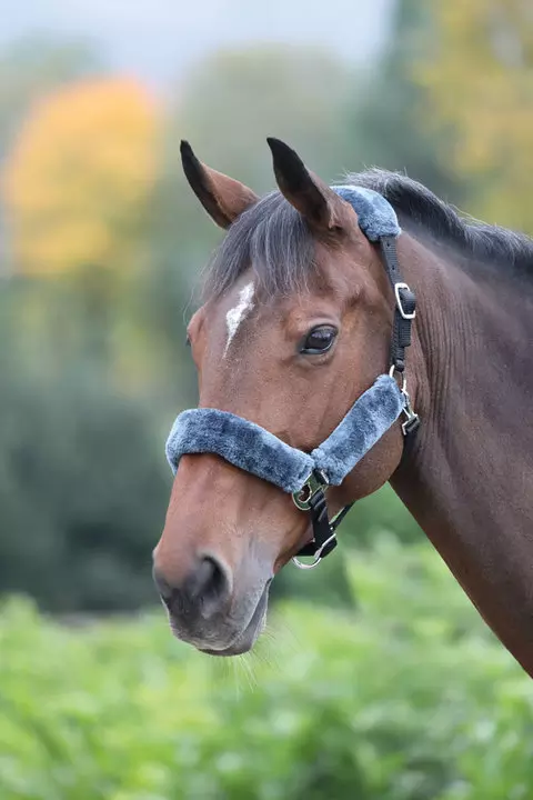 Shires Fleece Lined Headcollar Black Grey 1 Shires Fleece Lined Headcollar Black Grey