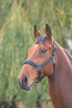 Shires Padded Headcollar Black