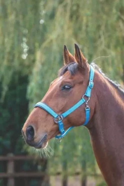 Shires Padded Headcollar Blue