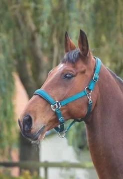 Shires Padded Headcollar Dark Green