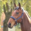 Shires Padded Headcollar Navy