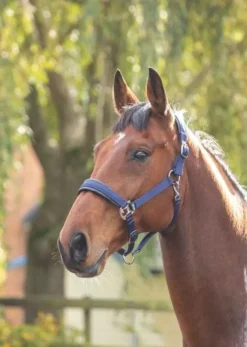 Shires Padded Headcollar Navy