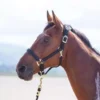 Shires Topaz Nylon Headcollar Black