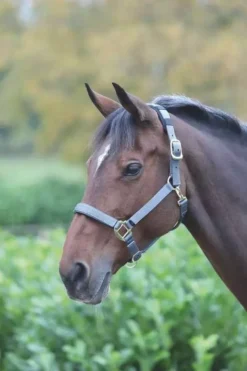 Shires Topaz Nylon Headcollar Grey