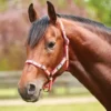 WeatherBeeta Roma Stripe Headcollar Pink/Orange/Yellow