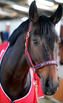 Whitaker Headcollar Padded Fleece